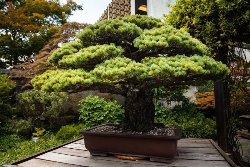 Bonsai Plant Supplier: A Complete Guide to Choosing the Best Supplier for Quality Bonsai Trees