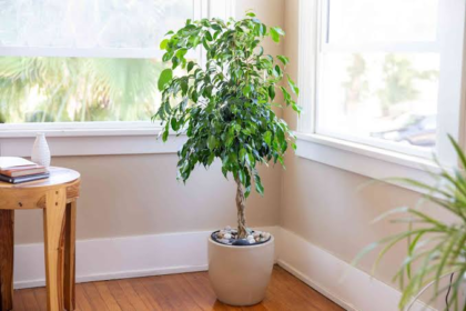 Variegated Ficus Tree: A Beautiful Guide to Growing and Caring for It
